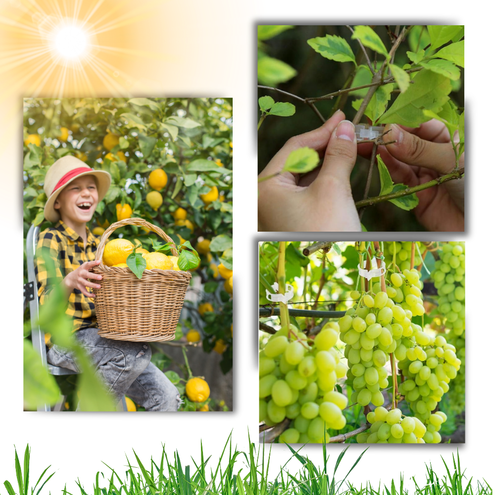 Let anvendelig clips til plantestøtte
- Ozerty