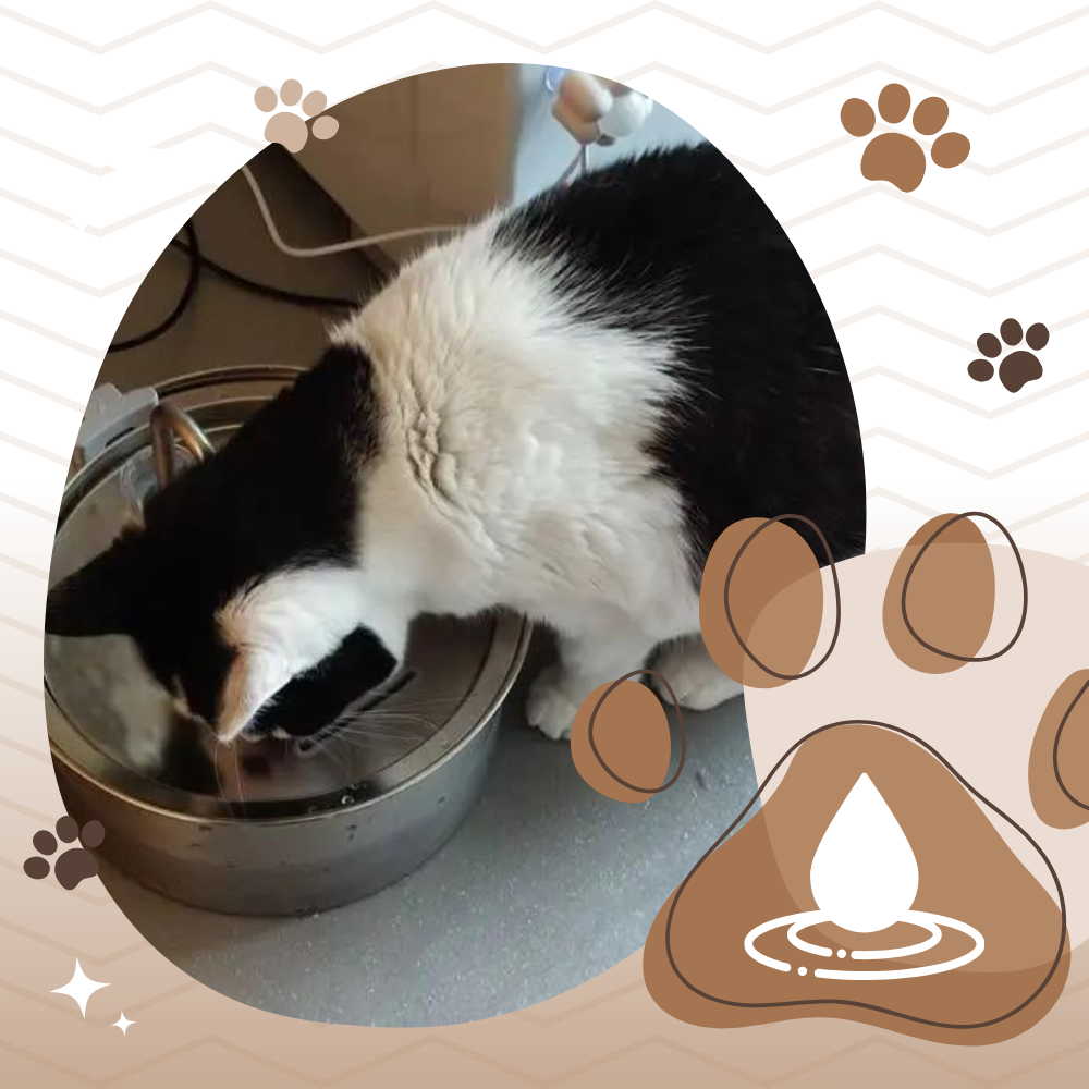 Drikkefontæne med stor kapacitet til katte - Ozerty