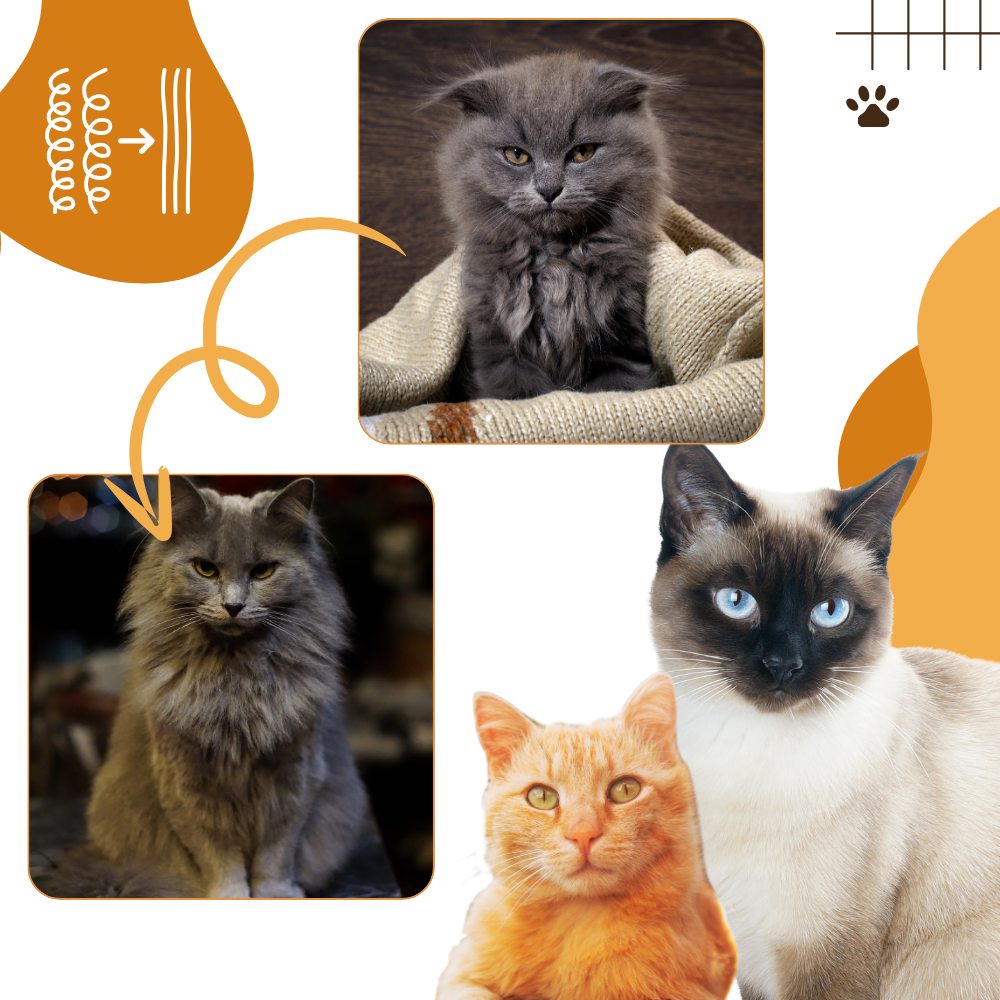 Multifunktionel kattebørste - Ozerty