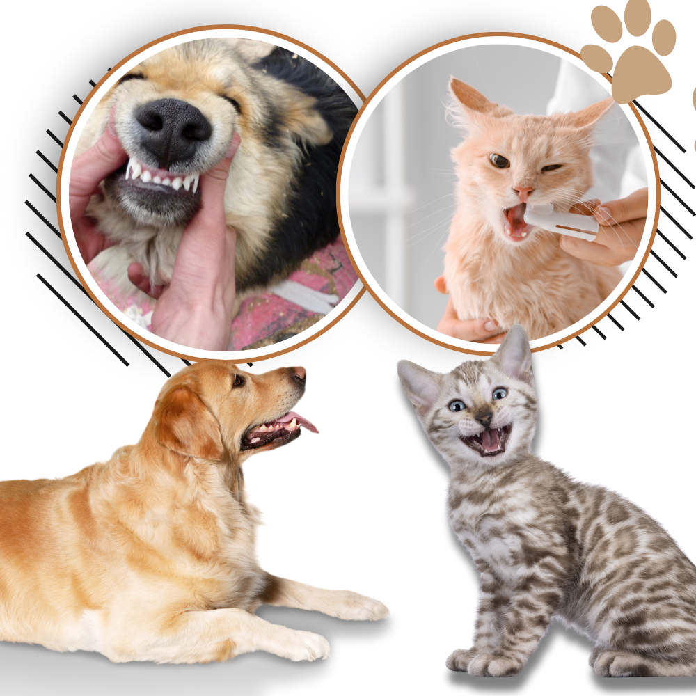 Naturlig oral reparationsgel til kæledyr - Ozerty