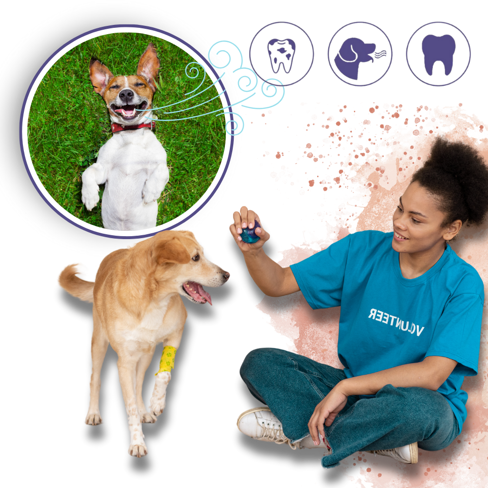 Naturlig oral reparationsgel til kæledyr - Ozerty