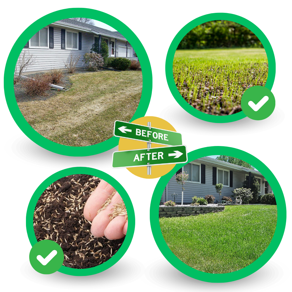 Hurtigvirkende Grønt Græsfrø-tæppe
- Ozerty