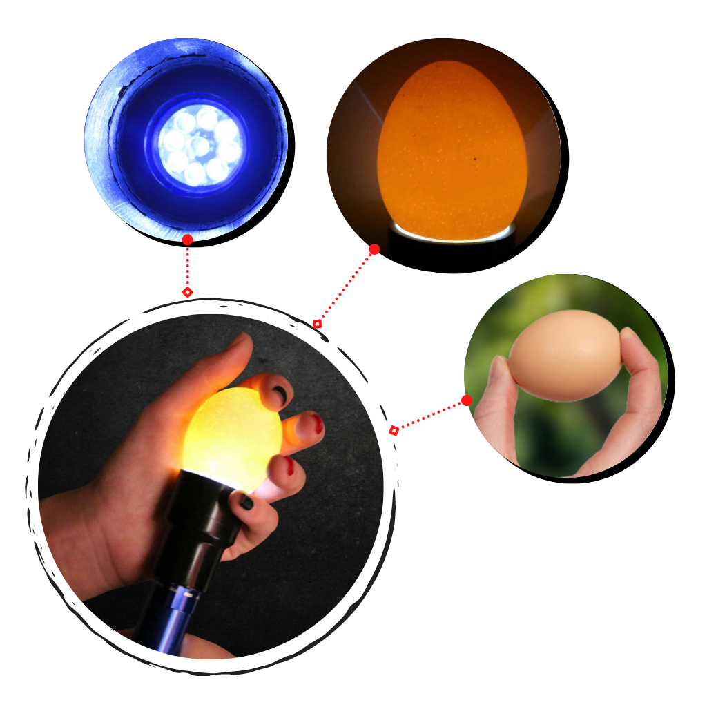 Æglysningslampe - Ozerty