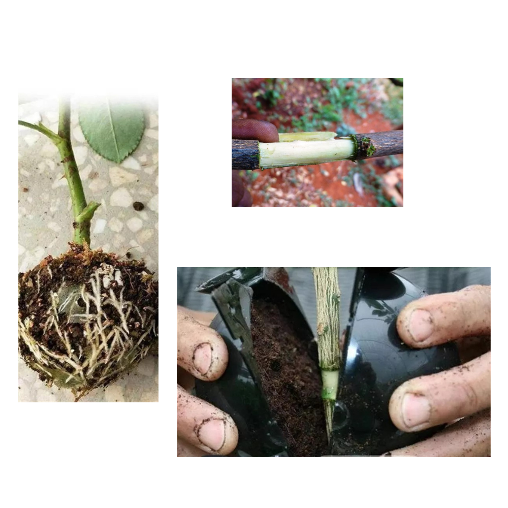 Pakke med 3 luftlagsplantekasser - Ozerty