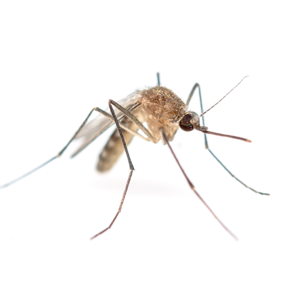 Hold myggene ude om sommeren!
