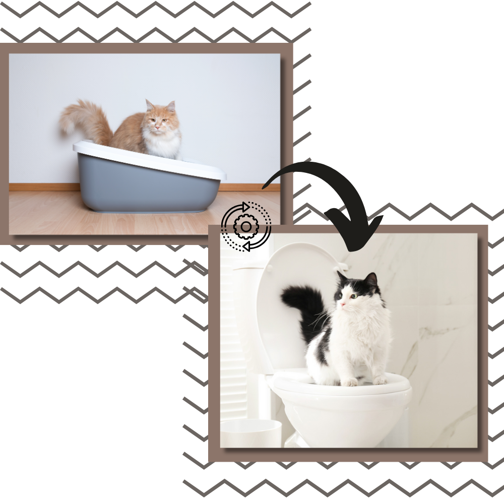 Låg til nem toilettræning for katte - Ozerty