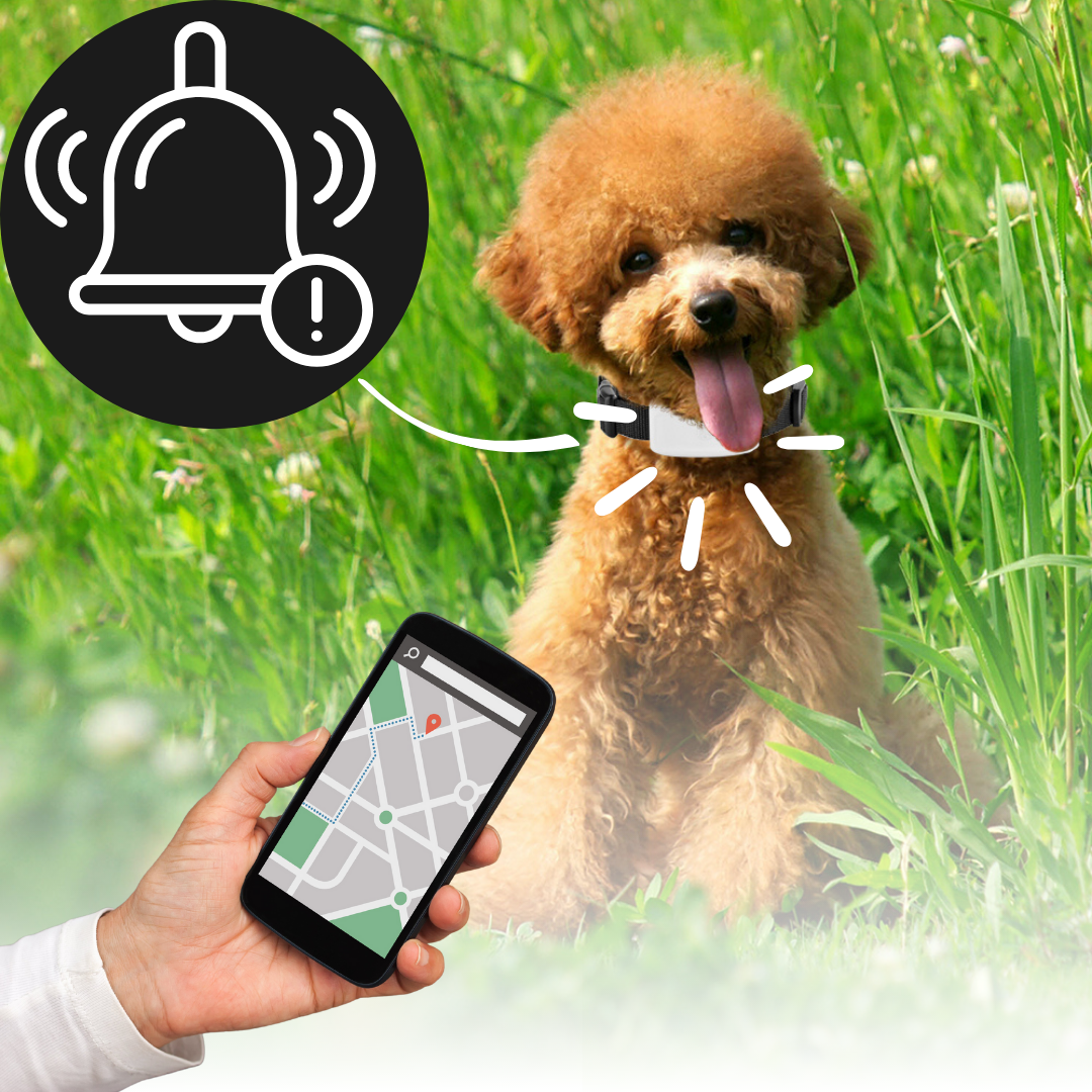 GPS-sporingshalsbånd til kæledyr - Ozerty