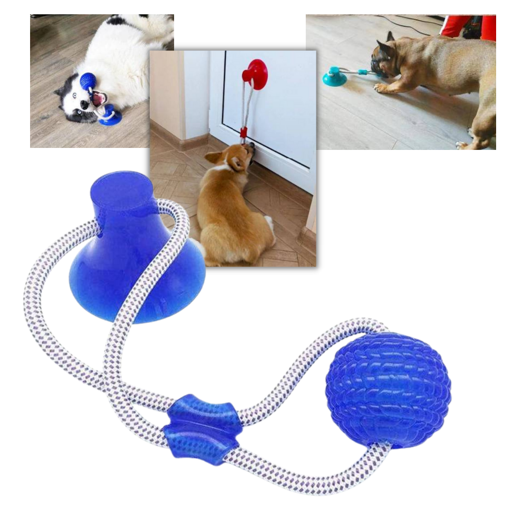 Hundetræksbolds legetøj med sugekop - Ozerty